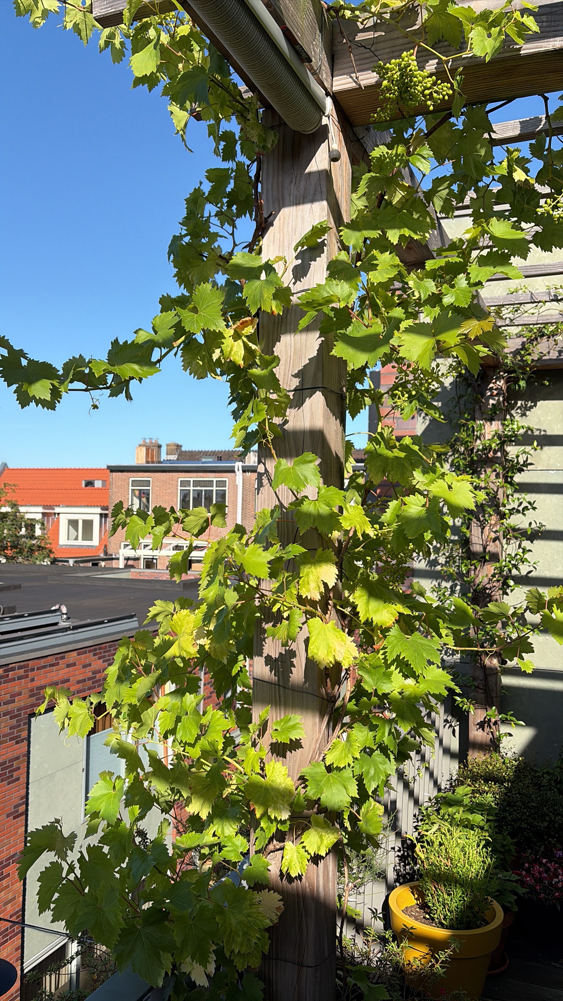 Druif met druiven